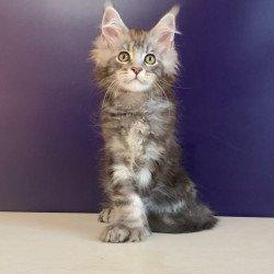 Maine Coon NOV Norion...