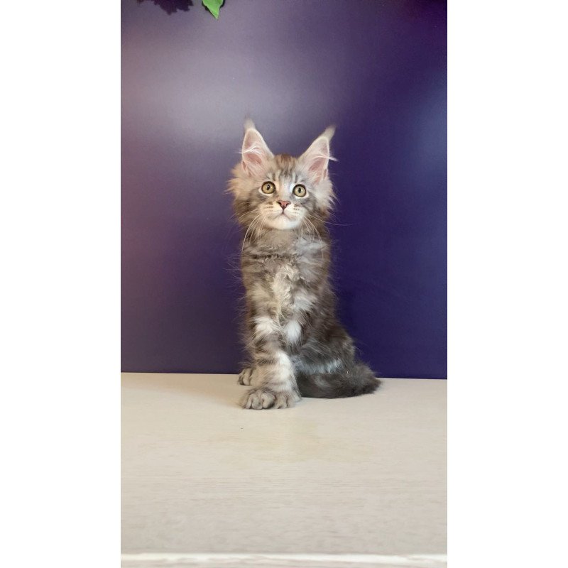 Maine Coon NOV Norion Polydactyl