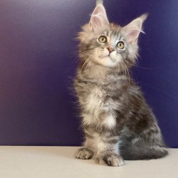 Maine Coon NOV Norion...