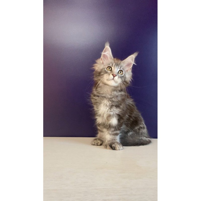 Maine Coon NOV Norion Polydactyl