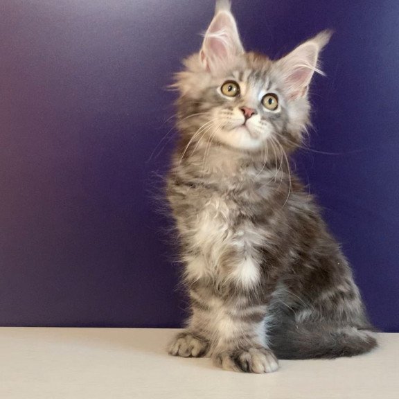 Maine Coon NOV Norion Polydactyl