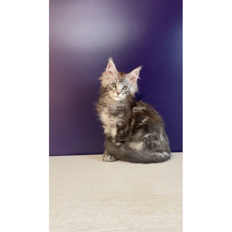 Maine Coon NOV Norion Polydactyl