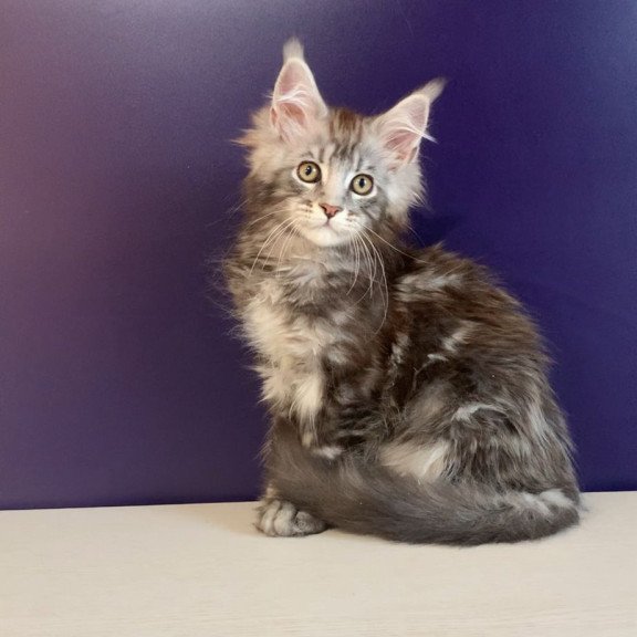 Maine Coon NOV Norion Polydactyl