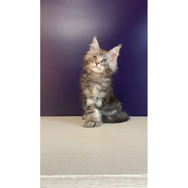 Maine Coon NOV Norion Polydactyl