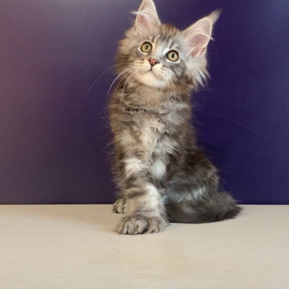 Maine Coon NOV Norion Polydactyl