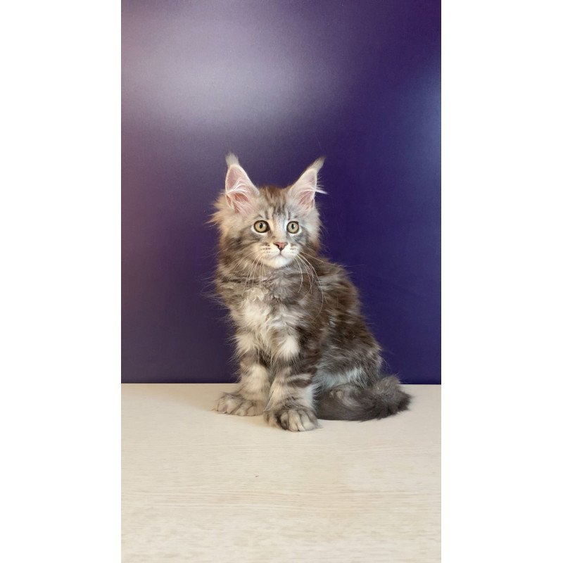 Maine Coon NOV Norion Polydactyl