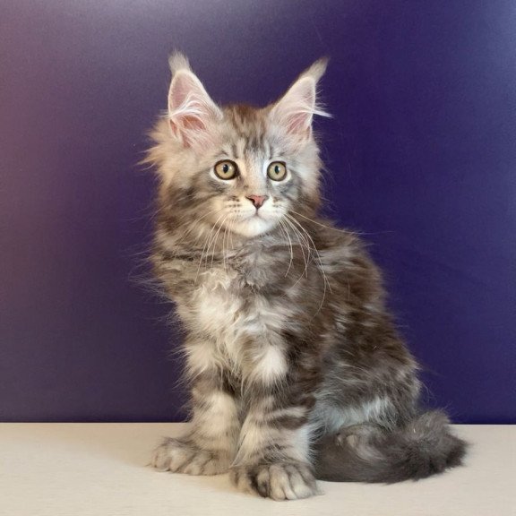 Maine Coon NOV Norion Polydactyl