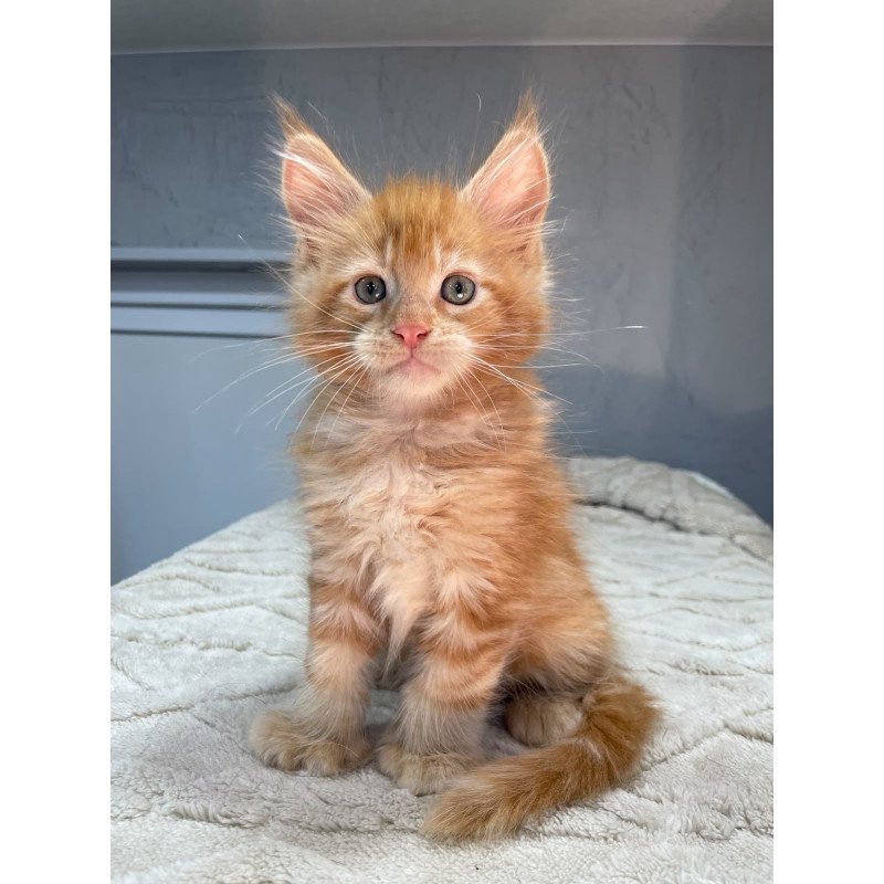 Maine Coon NOV Marik Polydactyl