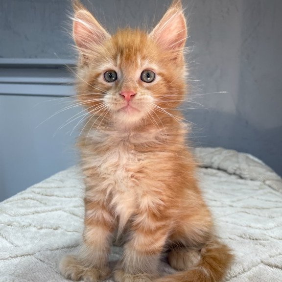 Maine Coon NOV Marik Polydactyl