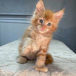 Maine Coon NOV Marik...