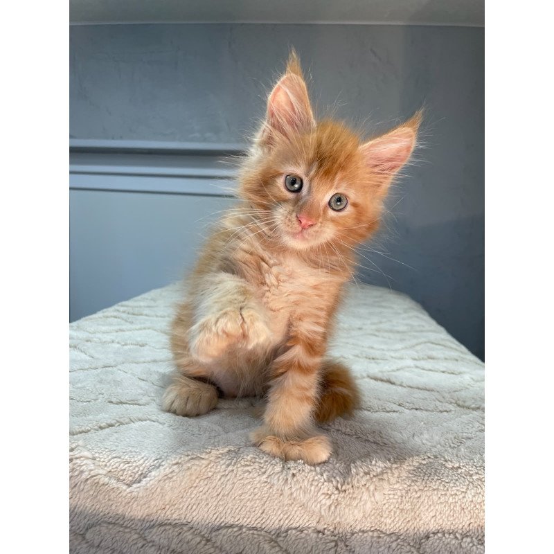 Maine Coon NOV Marik Polydactyl
