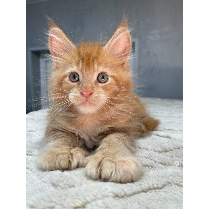 Maine Coon NOV Marik Polydactyl