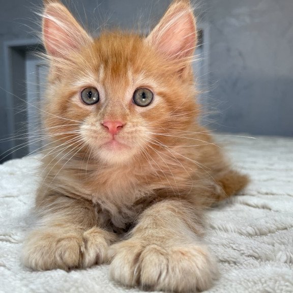 Maine Coon NOV Marik Polydactyl
