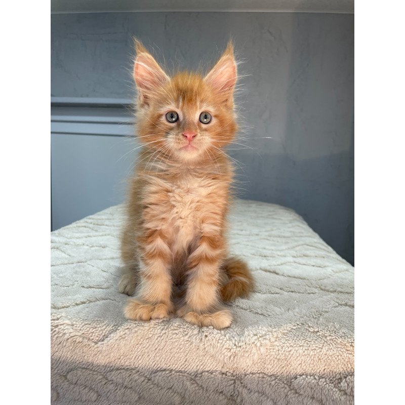 Maine Coon NOV Marik Polydactyl
