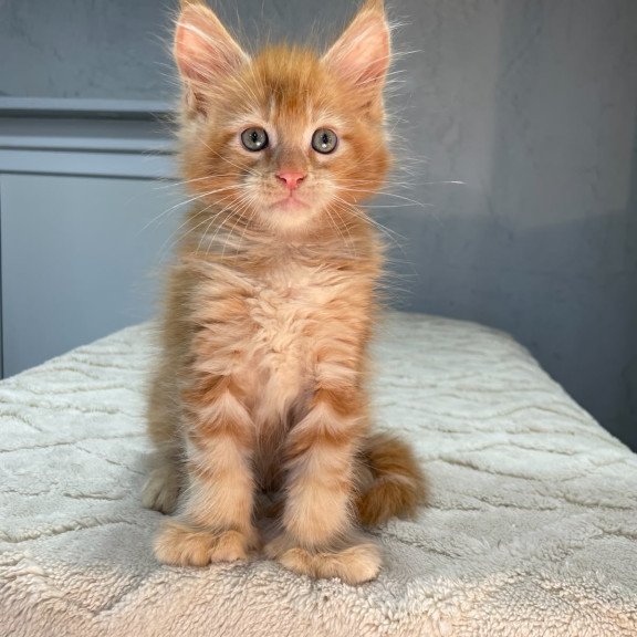 Maine Coon NOV Marik Polydactyl