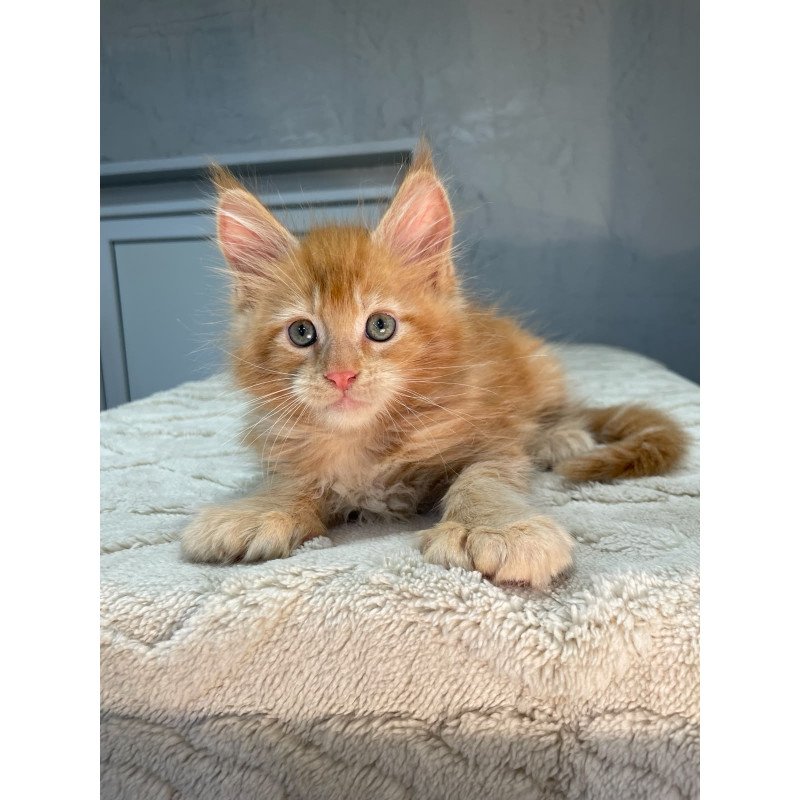 Maine Coon NOV Marik Polydactyl