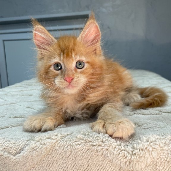 Maine Coon NOV Marik Polydactyl