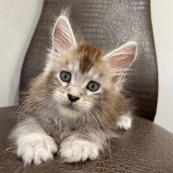 Maine Coon NOV Markush