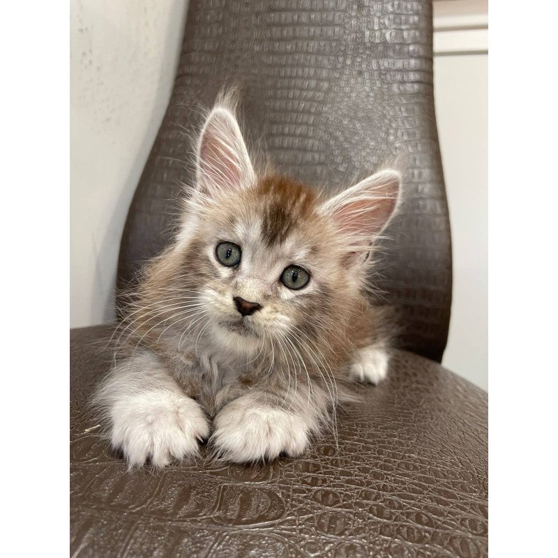 Maine Coon NOV Markush
