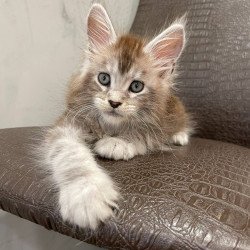 Maine Coon NOV Markush