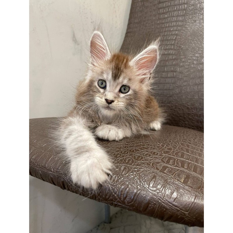 Maine Coon NOV Markush