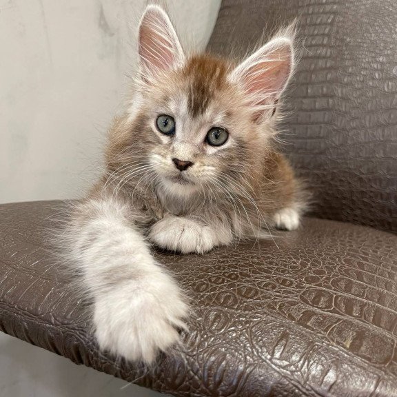 Maine Coon NOV Markush