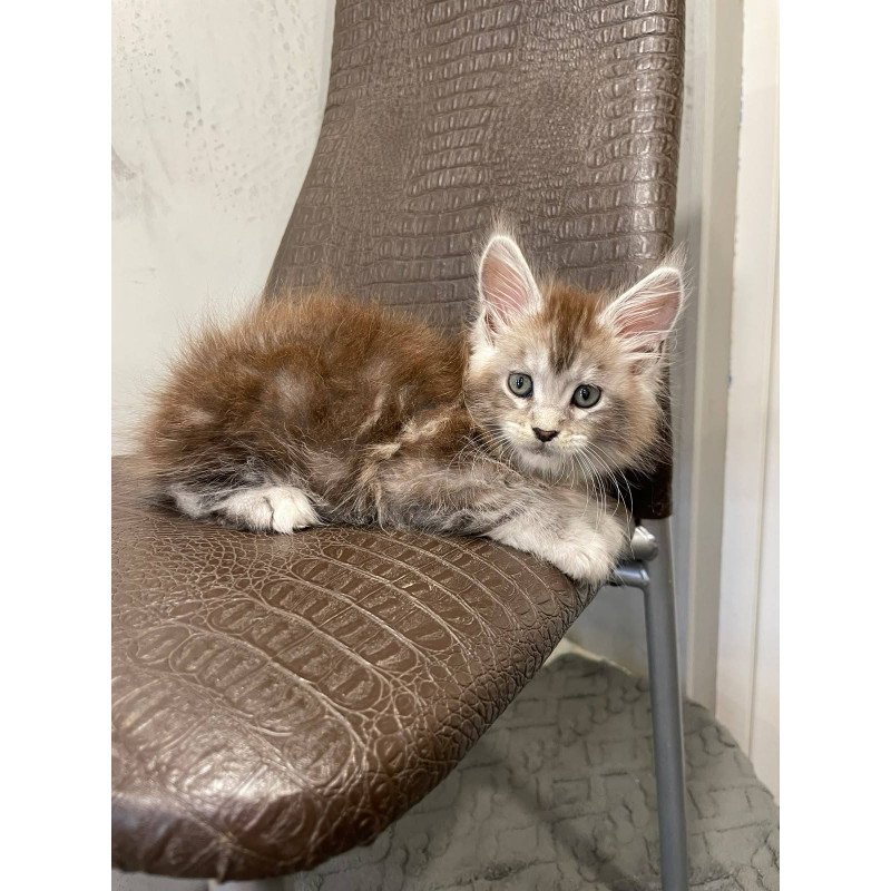 Maine Coon NOV Markush