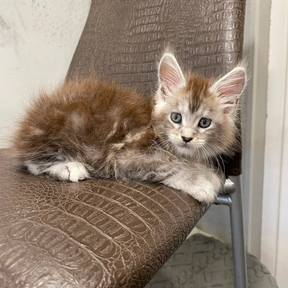 Maine Coon NOV Markush