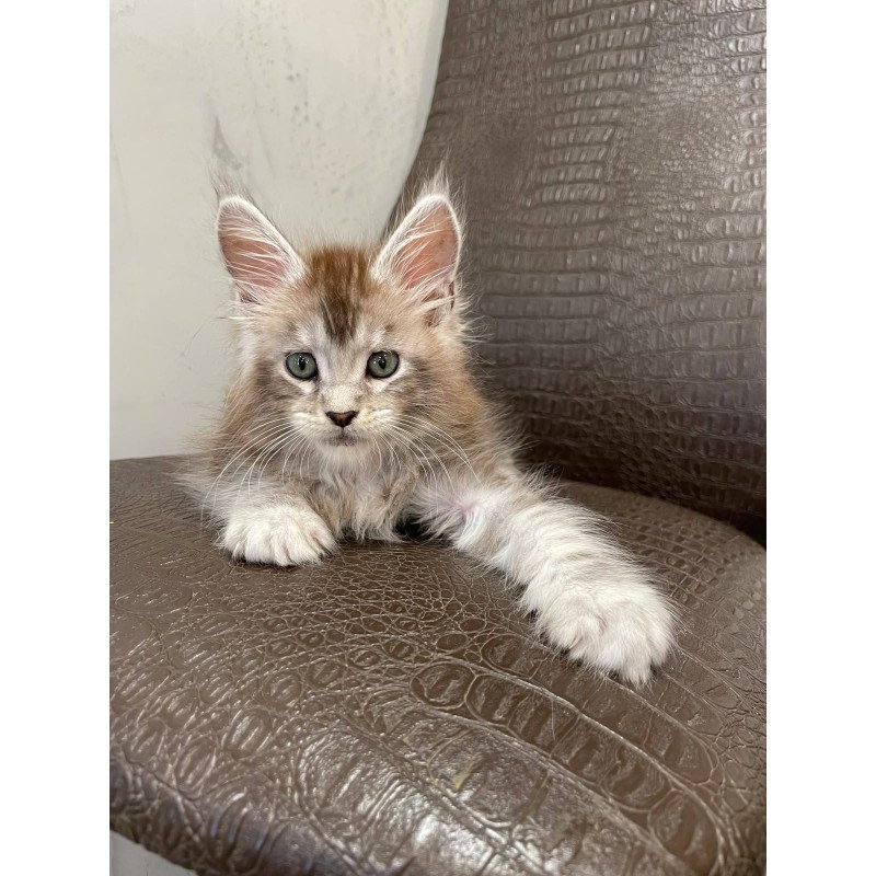 Maine Coon NOV Markush