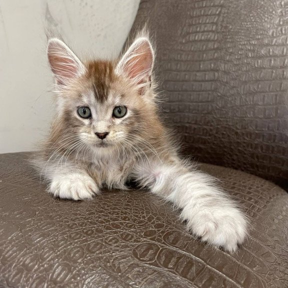 Maine Coon NOV Markush