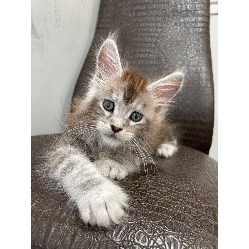Maine Coon NOV Markush