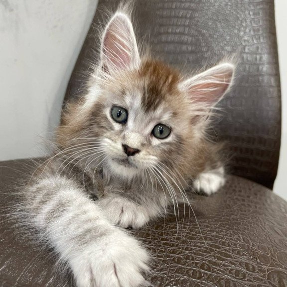 Maine Coon NOV Markush