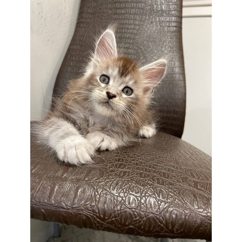 Maine Coon NOV Markush