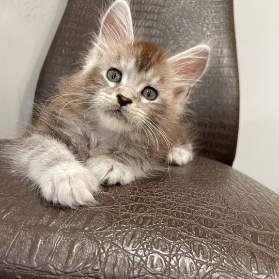 Maine Coon NOV Markush
