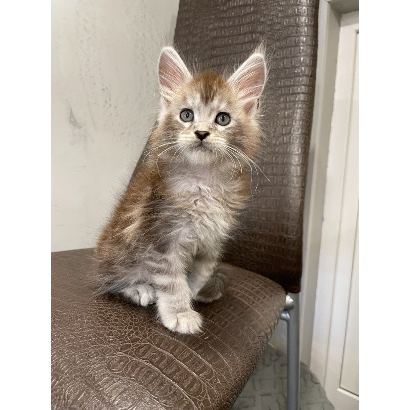 Maine Coon NOV Markush