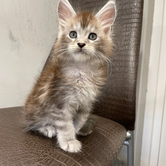 Maine Coon NOV Markush