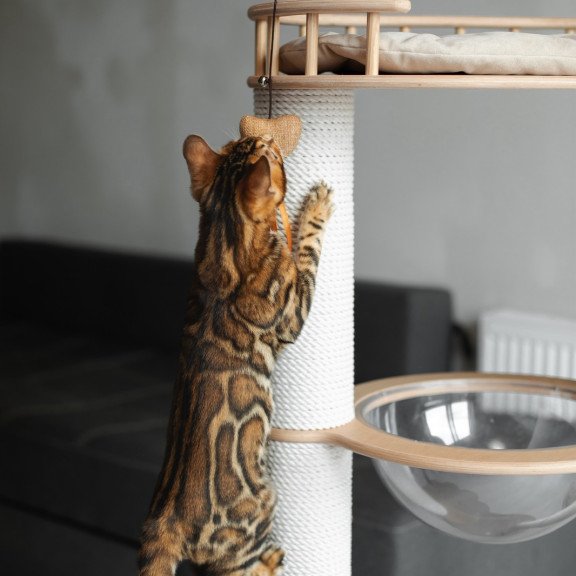 Bengal NOV Jaime
