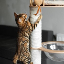Bengal NOV Jaime