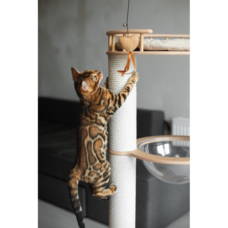 Bengal NOV Jaime
