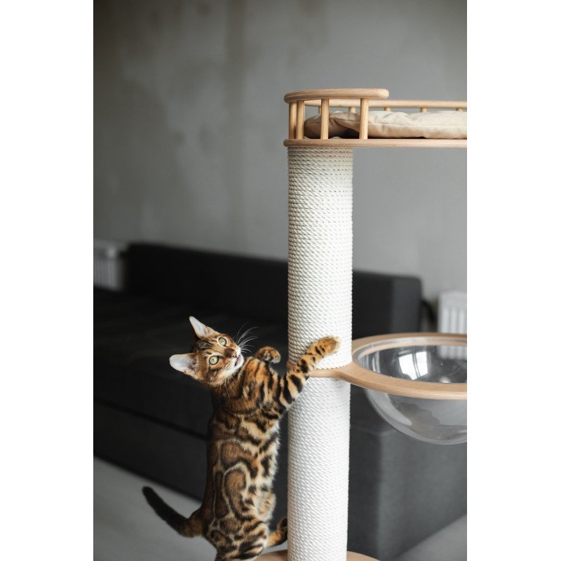 Bengal NOV Jaime