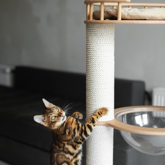 Bengal NOV Jaime