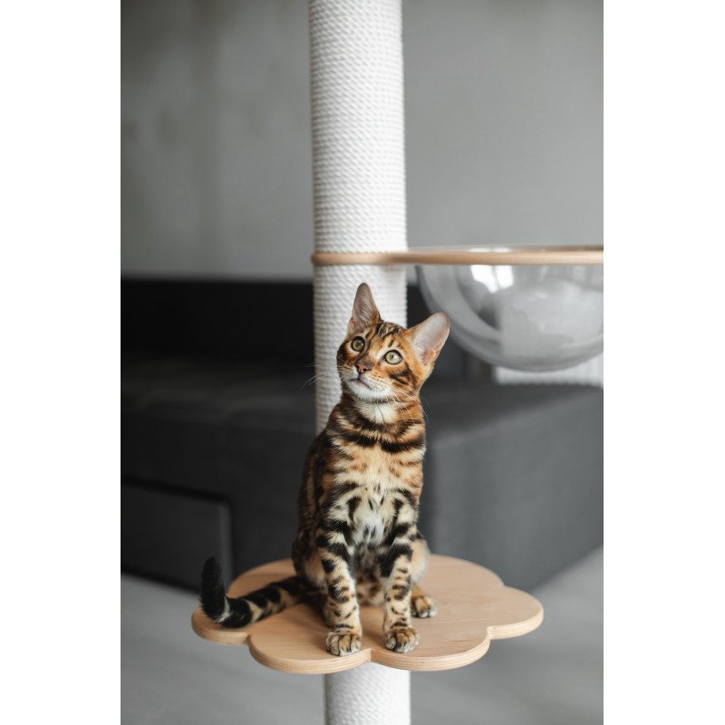 Bengal NOV Jaime