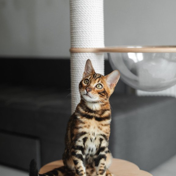 Bengal NOV Jaime