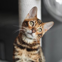 Bengal NOV Jaime