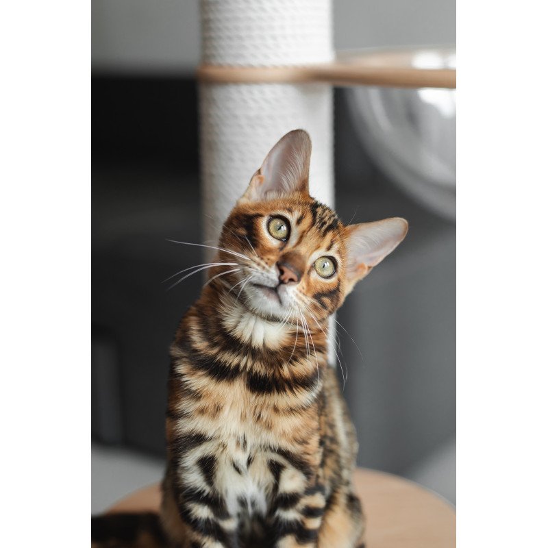 Bengal NOV Jaime