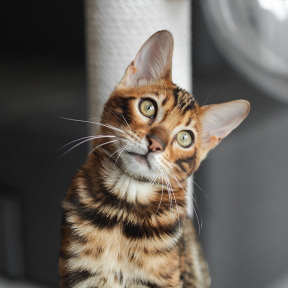 Bengal NOV Jaime