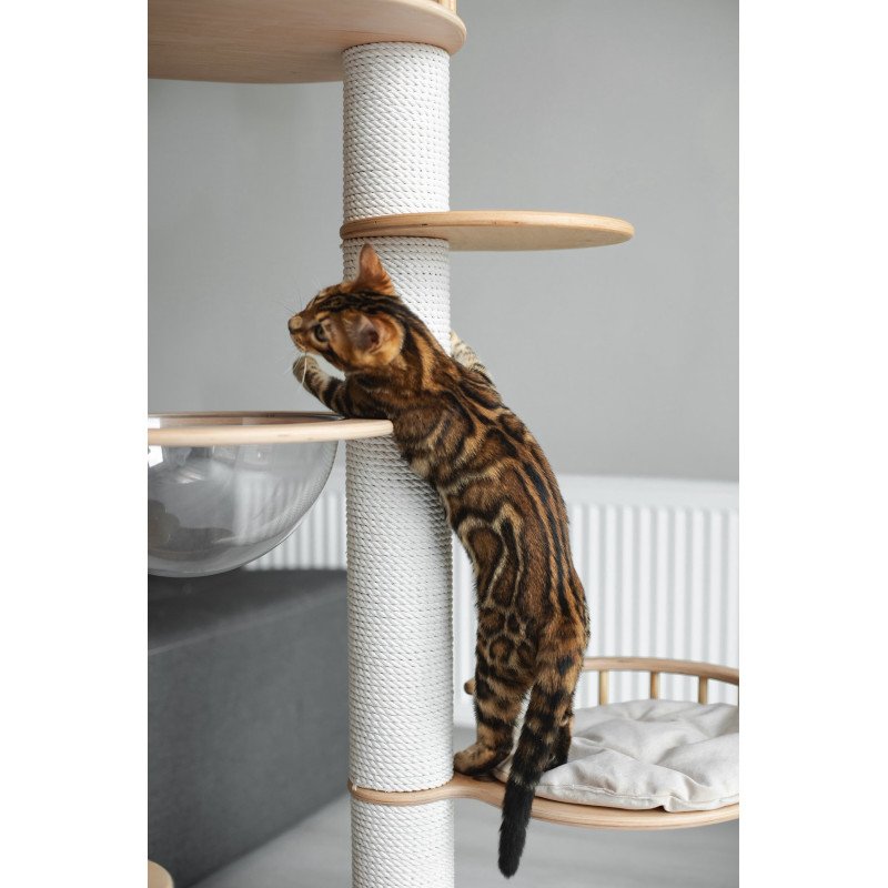 Bengal NOV Jaime