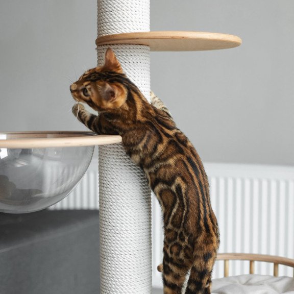 Bengal NOV Jaime