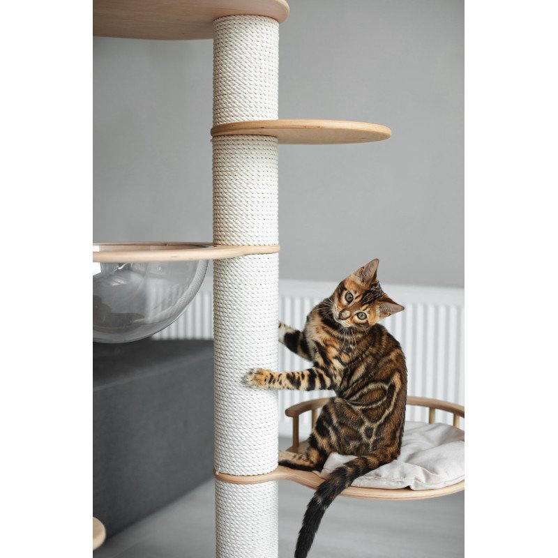Bengal NOV Jaime