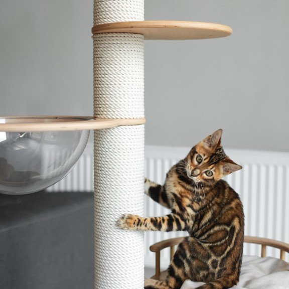 Bengal NOV Jaime